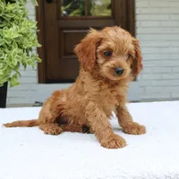Martin, a male Cavapoo for sale in Narvon, PA – 6 of 7