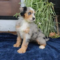 Pearl, a female Miniature Bernedoodle for sale in Narvon, PA – 5 of 10