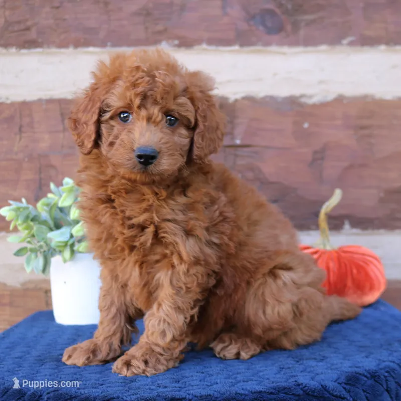 Sammy – Miniature Goldendoodle puppy for sale in Narvon, PA