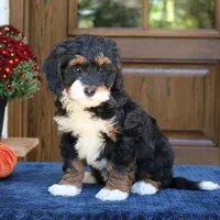Grace, a female Bernedoodle for sale in Narvon, PA – 4 of 6