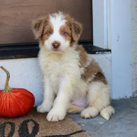Blaze, a male Miniature Bernedoodle for sale in Narvon, PA – 3 of 5