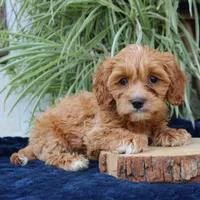Kylo, a male Cavapoo for sale in Narvon, PA – 3 of 7