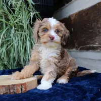 Kirby, a male Cavapoo for sale in Narvon, PA – 6 of 10