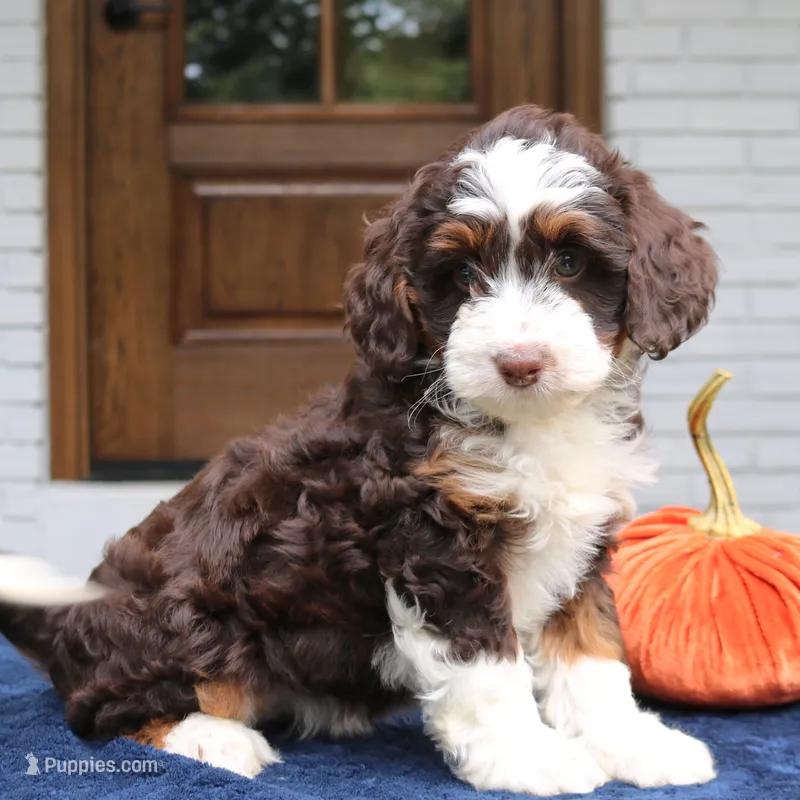 Millie – Miniature Bernedoodle puppy for sale in Narvon, PA