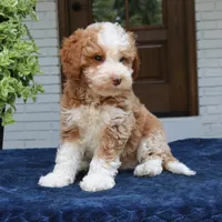 Zion, a male Bernedoodle for sale in Narvon, PA – 4 of 7