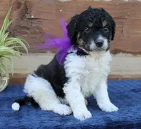 Gracie, a female Miniature Bernedoodle for sale in Narvon, PA – 3 of 4