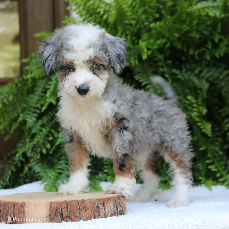 Brooke – Bernedoodle puppy for sale in Narvon, PA