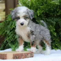 Brooke, a female Bernedoodle for sale in Narvon, PA – 1 of 6