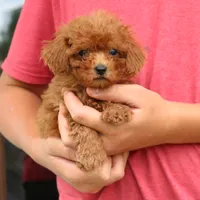 Kody, a male Cavapoo for sale in Narvon, PA – 7 of 8