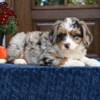 Gigi, a female Bernedoodle for sale in Narvon, PA – 6 of 9