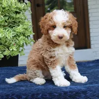 Zion, a male Bernedoodle for sale in Narvon, PA – 3 of 7
