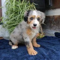 Pearl, a female Miniature Bernedoodle for sale in Narvon, PA – 2 of 10