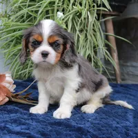 Jaxon, a male Cavalier King Charles Spaniel for sale in Narvon, PA – 3 of 7