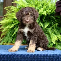 Rita, a female Bernedoodle for sale in Narvon, PA – 4 of 8