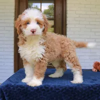 Baxter, a male Bernedoodle for sale in Narvon, PA – 10 of 10