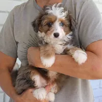 Scout, a male Miniature Bernedoodle for sale in Narvon, PA – 2 of 8