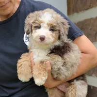 Polly, a female Miniature Bernedoodle for sale in Narvon, PA – 9 of 9