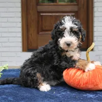 Paisley, a female Miniature Bernedoodle for sale in Narvon, PA – 2 of 6