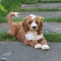 Shadow, a male Goldendoodle for sale in Narvon, PA – 9 of 10