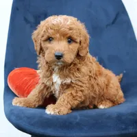 Legend, a male Miniature Goldendoodle for sale in Narvon, PA – 5 of 7