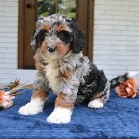Daisy, a female Bernedoodle for sale in Narvon, PA – 2 of 6