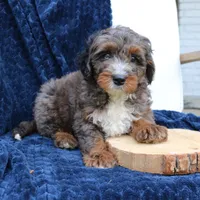 Denver, a male Miniature Bernedoodle for sale in Narvon, PA – 2 of 7