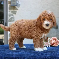 Dakota, a female Goldendoodle for sale in Narvon, PA – 5 of 5