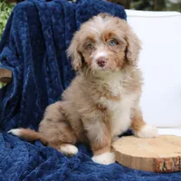 Dakota, a female Miniature Bernedoodle for sale in Narvon, PA – 6 of 6