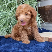 Honey, a female Goldendoodle for sale in Narvon, PA – 2 of 6