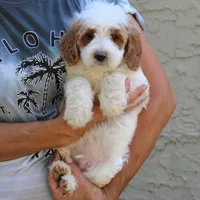 Dixon, a male Goldendoodle for sale in Narvon, PA – 5 of 7