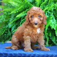 Nixon, a male Goldendoodle for sale in Narvon, PA – 4 of 9