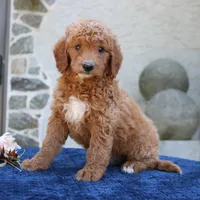 Desmond, a male Goldendoodle for sale in Narvon, PA – 2 of 5