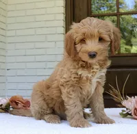 Teddy mini f1b, a male Miniature Goldendoodle for sale in Narvon, PA – 5 of 5