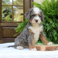 Buddy, a male Bernedoodle for sale in Narvon, PA – 6 of 9