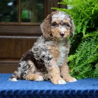 Rocky, a male Bernedoodle for sale in Narvon, PA – 4 of 7