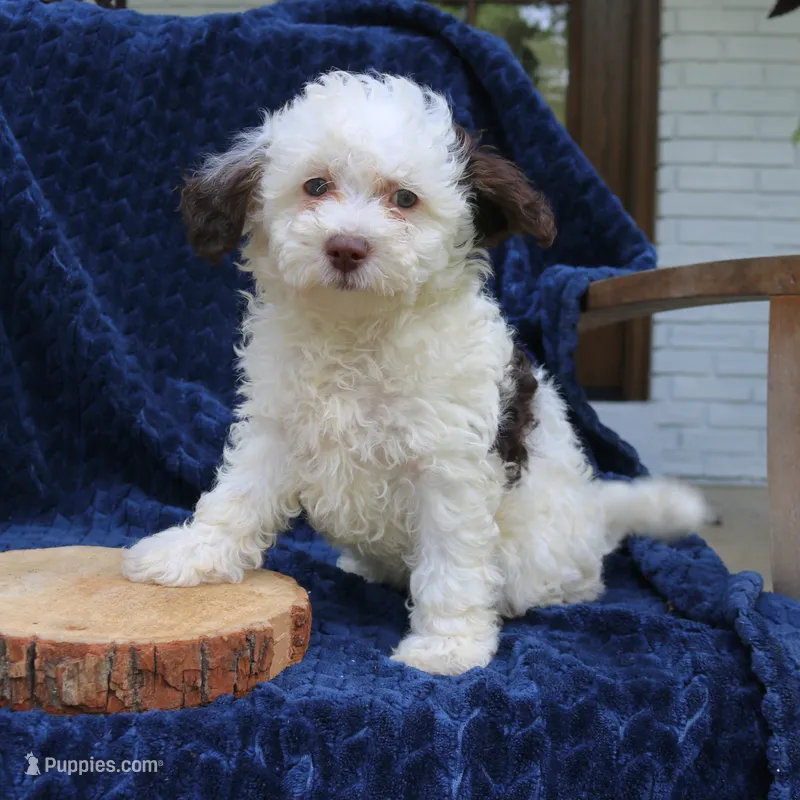 Daisy – Bernedoodle puppy for sale in Narvon, PA