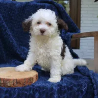 Daisy, a female Bernedoodle for sale in Narvon, PA – 1 of 6