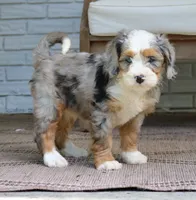 Gemma, a female Bernedoodle for sale in Narvon, PA – 3 of 8