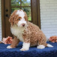Bella, a female Bernedoodle for sale in Narvon, PA – 9 of 9