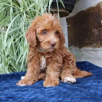 Harper, a female Goldendoodle for sale in Narvon, PA – 2 of 5