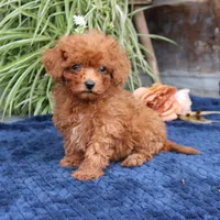 Kody, a male Cavapoo for sale in Narvon, PA – 5 of 8
