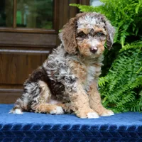 Rocky, a male Bernedoodle for sale in Narvon, PA – 3 of 7