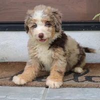 Polly, a female Miniature Bernedoodle for sale in Narvon, PA – 8 of 9