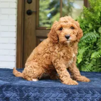 Jordan, a male Cavapoo for sale in Narvon, PA – 3 of 6