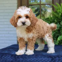 Jojo, a male Cavapoo for sale in Narvon, PA – 6 of 7