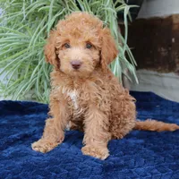 Hazel, a female Goldendoodle for sale in Narvon, PA – 7 of 7