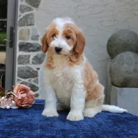 Dolly, a female Goldendoodle for sale in Narvon, PA – 6 of 9