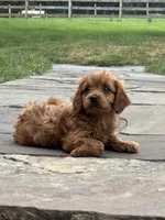 Murphy , a male Cavapoo for sale in Narvon, PA – 5 of 5