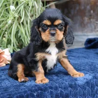 Jalena, a female Cavalier King Charles Spaniel for sale in Narvon, PA – 3 of 9