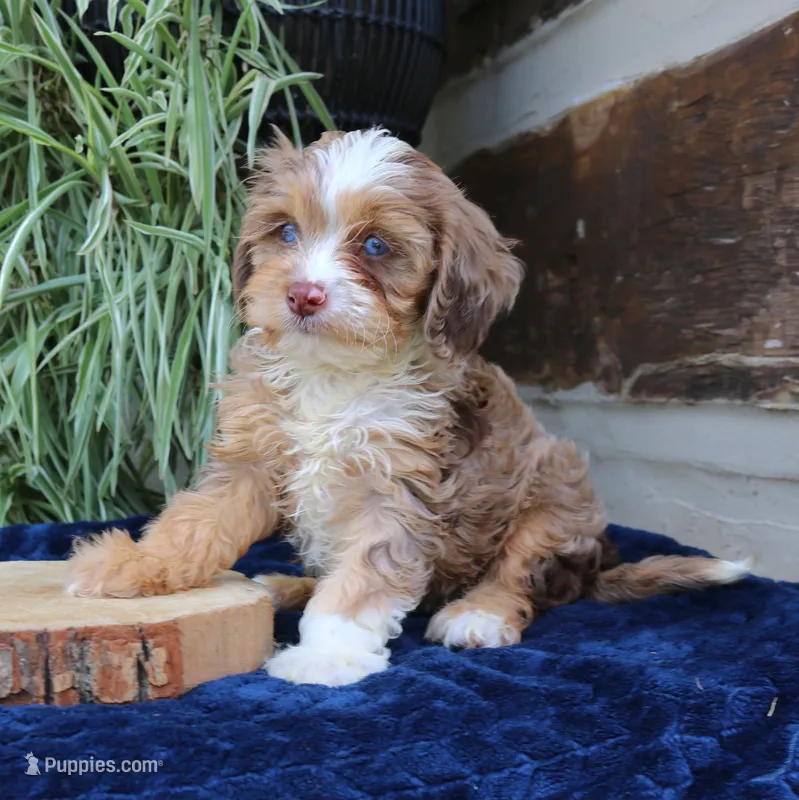 Kirby – Cavapoo puppy for sale in Narvon, PA